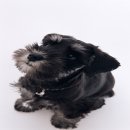 25시동물병원 이미지