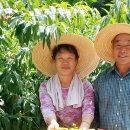 농암로(예안면) 이미지