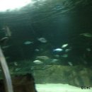 다니) 뉴질랜드 워킹홀리데이 +41 ★ Kellytarltons Aquarium, One tree hill 오클랜드 켈리탈턴스 아쿠아리움, 원트리힐, 오클랜드 한식 맛집 이미지