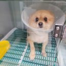 모리동물병원 이미지