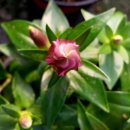 장일농장 이미지