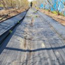 안고랑농장 이미지