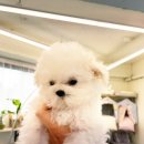 퍼피힐 강아지분양 이미지