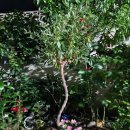 은혜고추방앗간 이미지