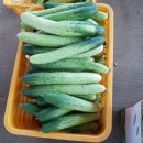 삼한농장 | 6시내고향 안성 오이 주문처 알아보기