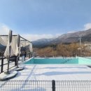 플레이독애견카페 이미지