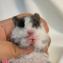 선셋 햄스터리 이미지