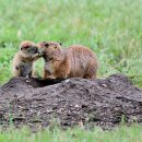 프래리독 [Prairie dog] 이미지