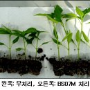삼조개발 이미지