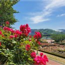 장미의거리12 이미지