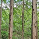 청계 맑은숲공원 이미지