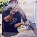 천지연무태장어천지연 이미지