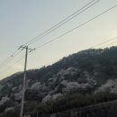 화순 도곡가는길..산벚꽃 이미지