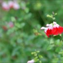 선화2로 이미지