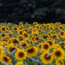 해바라기 이미지