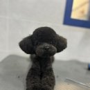 뽀숑그루밍 이미지