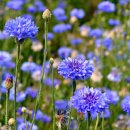 색깔로 성모님을 연상케 하는 꽃들, 수레국화 · 잔대 · 선애기별꽃 이미지