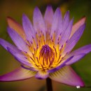 조광농장 이미지