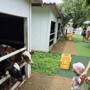 쌍둥이목장 | 23개월 쌍둥이와 제주 아침미소목장 내돈내산 솔직 후기 (송아지 우유주기 꿀팁 대방출!)