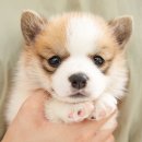 충무로애견 이미지