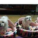 즐거운우리집 이미지