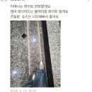 탈론 | [후기♡]르탈론 뾰족뮬 2026컬러✨