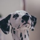 24시 수 동물메디컬센터 이미지