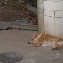 오뉴월 개팔자 이미지