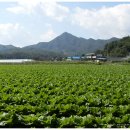 강원도 고냉지 맛있는 절임배추 예약 주문 받아요. (대폭가격인하) 이미지