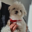 이뻐진개 이미지