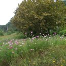 청량사 산사음악회 이미지