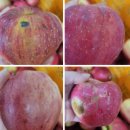 꼬마꼬꼬 이미지