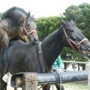 수억목장 이미지