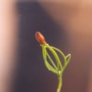 삼화마을 이미지