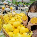 황금향 이미지