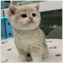 강남고양이분양 호야캣 이미지