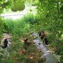 월출산 약초농산 이미지