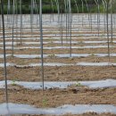 여주-0602 이미지