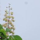 좋은 글 초여름 5월 풍경 두부조림 어묵볶음 볶음우동 맛집 풀꽃 마로니에나무꽃 용인 날씨 맑음 이미지