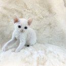 고양이분양 제나캣 화명점 이미지