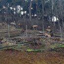 사슴자연방목장 이미지