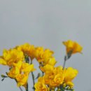 향기담기 이미지