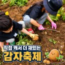2026 서산 팔봉산 감자축제 후기, 아이와 감자캐기 체험 (주차·체험비·시간 총정리)