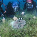 필리조트 이미지