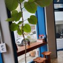 소시민 | 동묘역 카페 롯데자이언츠우승을꿈꾸는소시민커피