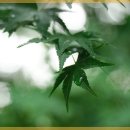 맛집삼계탕 이미지