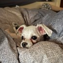 양주 센트럴 동물병원 이미지