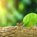 개미농장 이미지