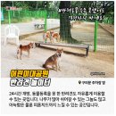 행복한댕댕이 이미지