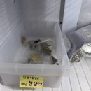 제주멍냥밥상 이미지